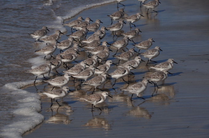 a flock of sandpipers